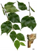 SpeciesSub: subsp. utilis SpeciesSub: subsp. utilis